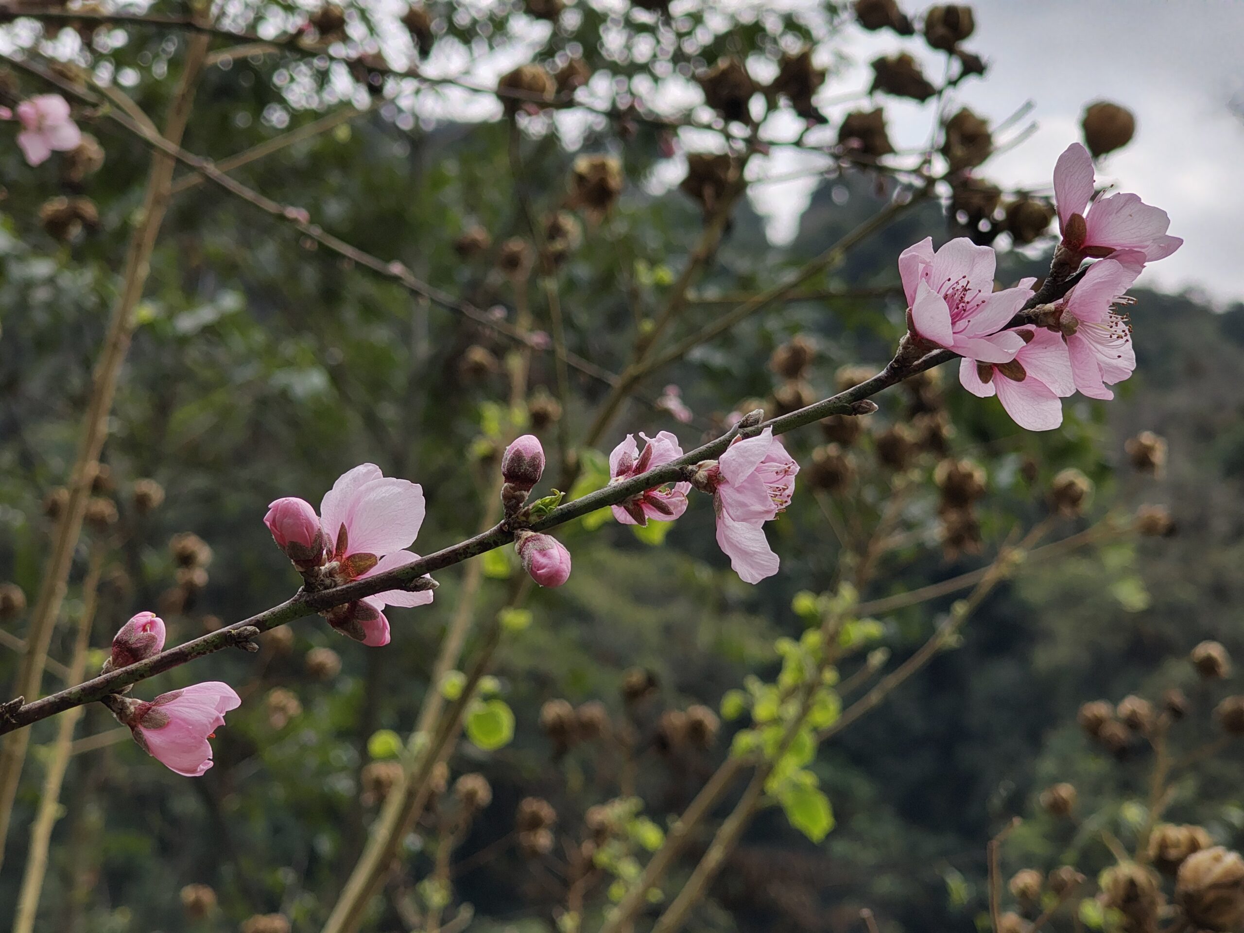 Flower of Pelling